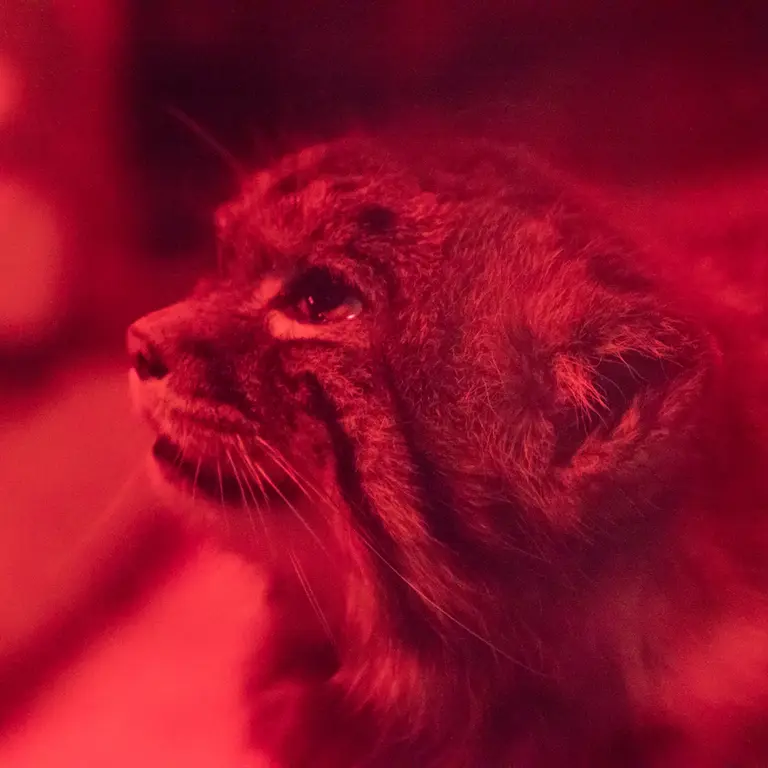 A photograph of Naim in Ueno Zoological Gardens
