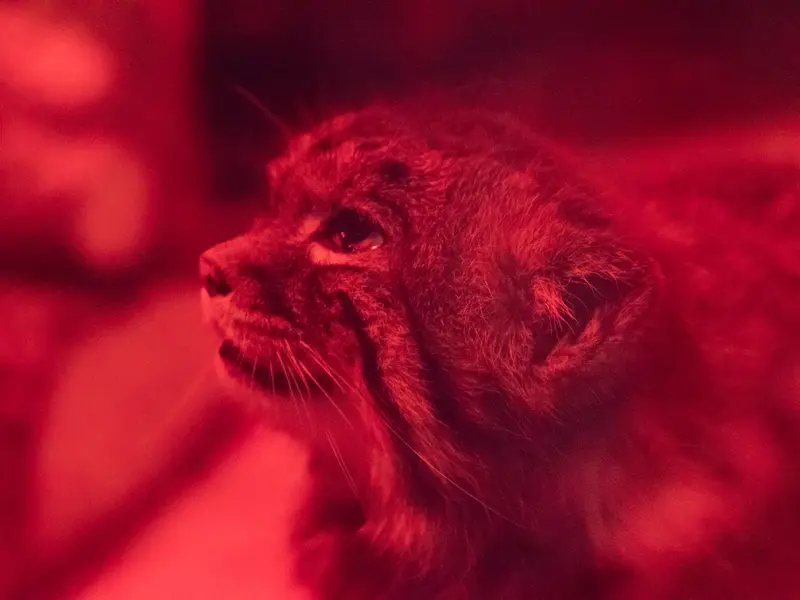 A photograph of Naim in Ueno Zoological Gardens