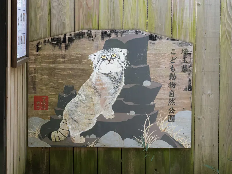 A photograph of a Pallas's cat in Saitama Children's Zoo
