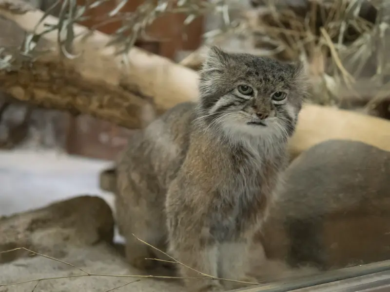 A photograph of Klyon in Ueno Zoological Gardens