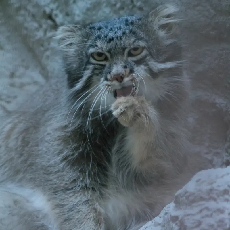 A photograph of Figa in Nogeyama Zoo