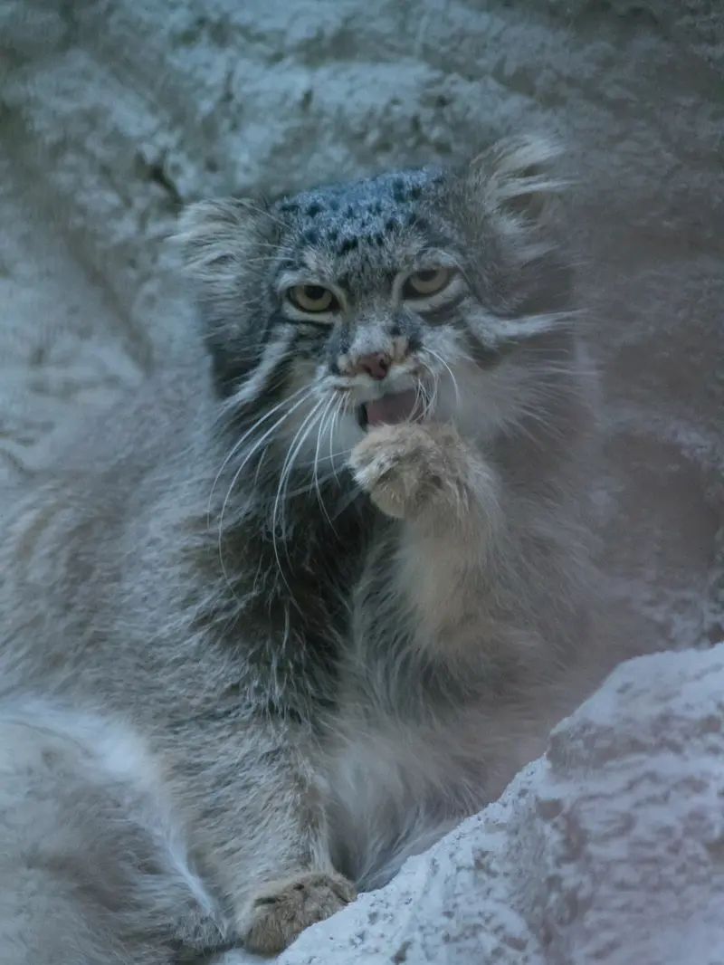 A photograph of Figa in Nogeyama Zoo