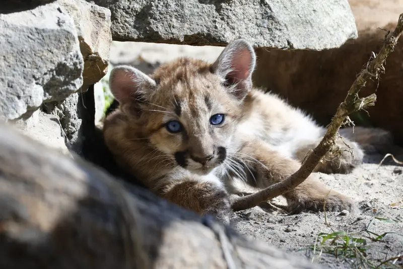 A photograph of a Pallas's cat
