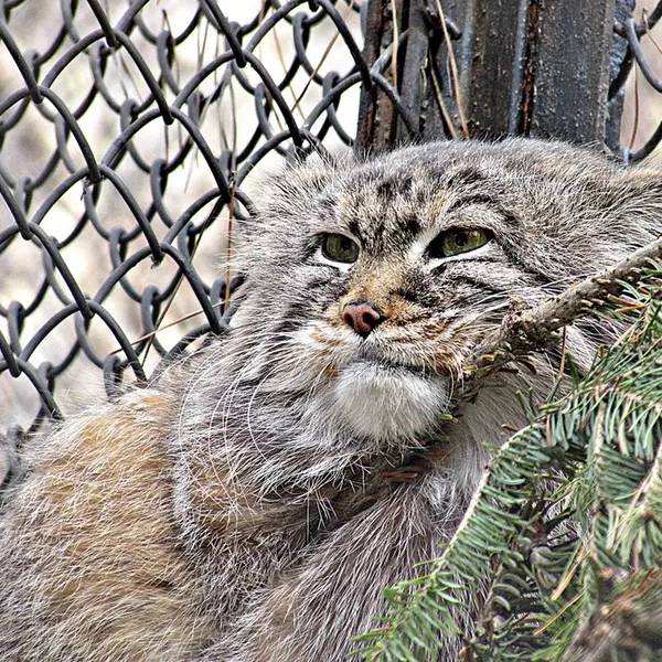 A photograph of Zelenogorsk in Novosibirsk Zoo