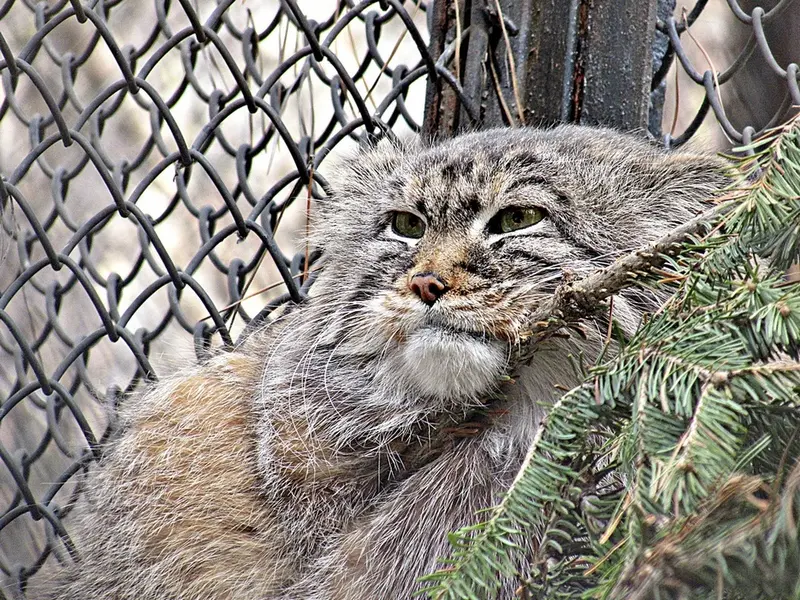A photograph of Zelenogorsk in Novosibirsk Zoo