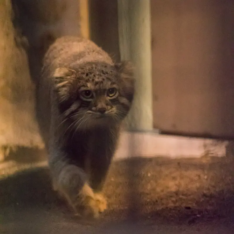 A photograph of Figa in Nogeyama Zoo
