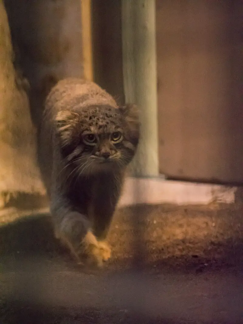A photograph of Figa in Nogeyama Zoo
