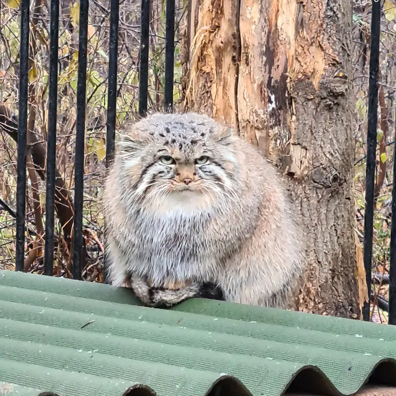 A photograph of Daughter of Lolo 2024 Ⅳ in Novosibirsk Zoo