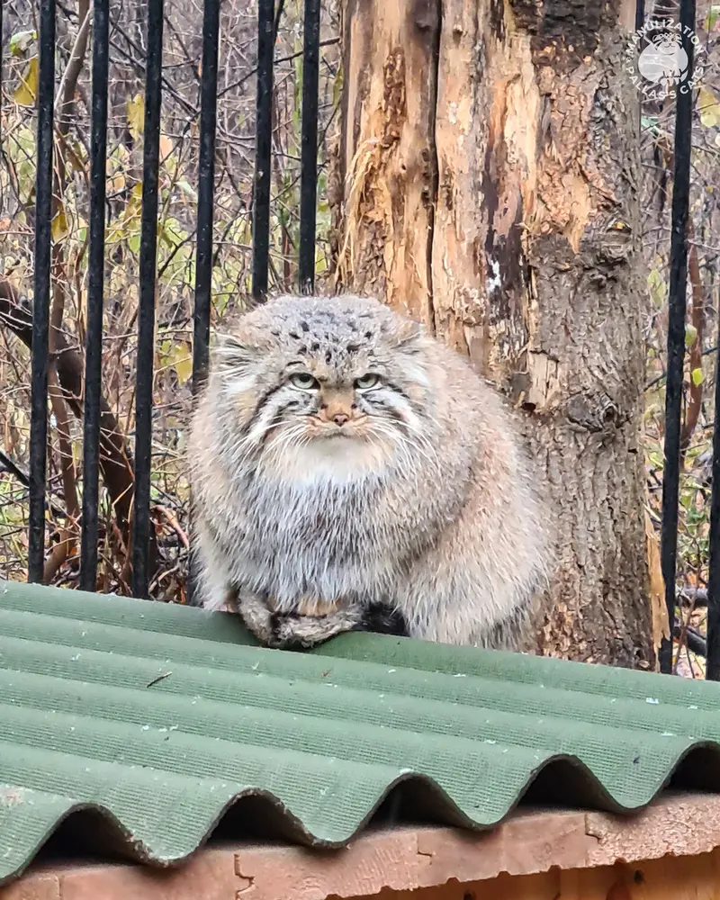 A photograph of Daughter of Lolo 2024 Ⅳ in Novosibirsk Zoo