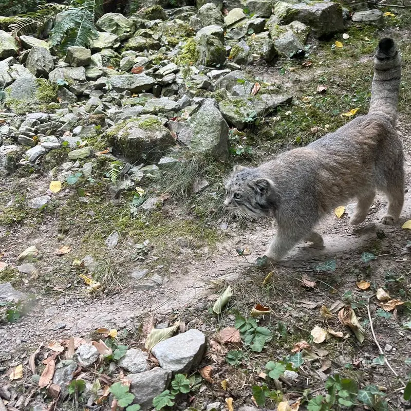 A photograph of Fay in Opel Zoo