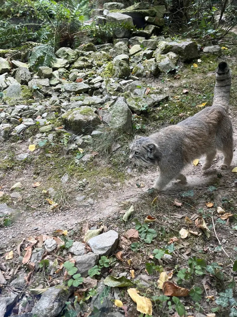 A photograph of Fay in Opel Zoo