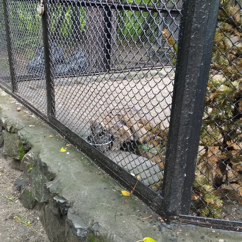 A photograph of Zelenogorsk in Novosibirsk Zoo
