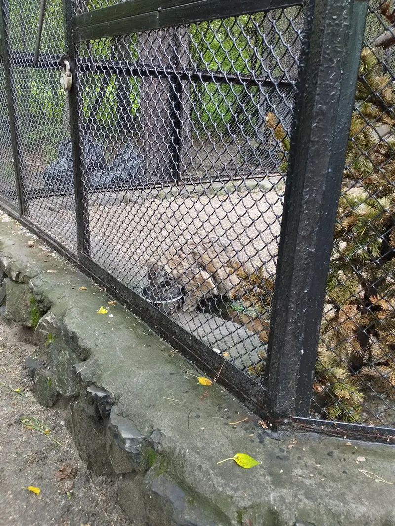 A photograph of Zelenogorsk in Novosibirsk Zoo