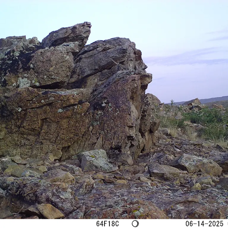 A photograph of Kazakh pika from Karashoky [new] camera trap