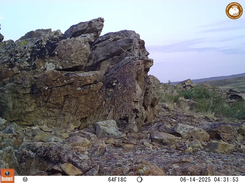A photograph of Kazakh pika from Karashoky [new] camera trap