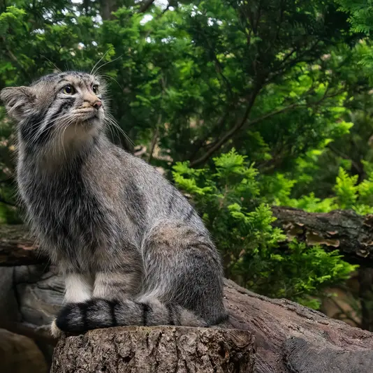 A photograph of Nagomu in Nasu Animal Kingdom