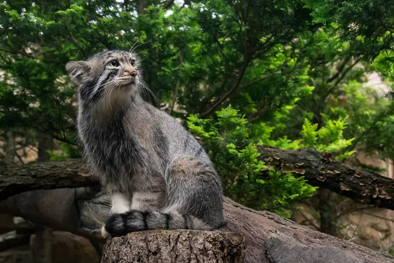 A photograph of Nagomu in Nasu Animal Kingdom