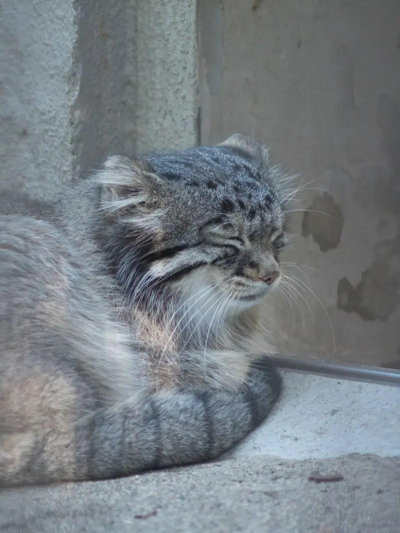 A photograph of Figa in Nogeyama Zoo