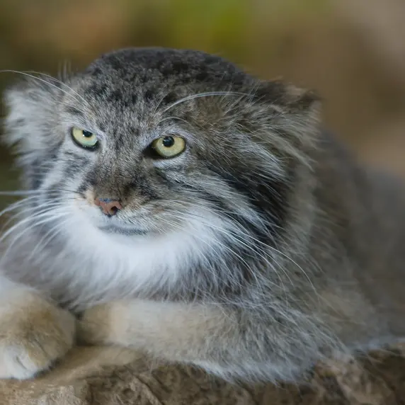 A photograph of Mushdog in Cincinnati Zoo