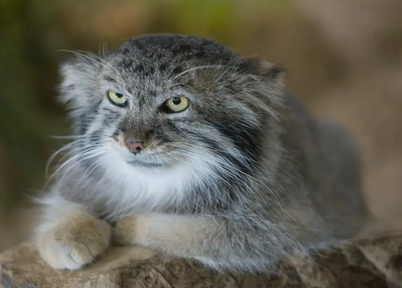 A photograph of Mushdog in Cincinnati Zoo