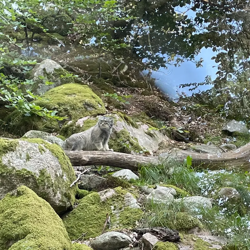A photograph of Qatti-Matti in Nordens Ark