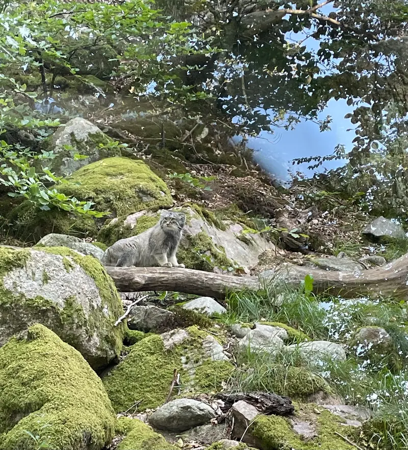 A photograph of Qatti-Matti in Nordens Ark