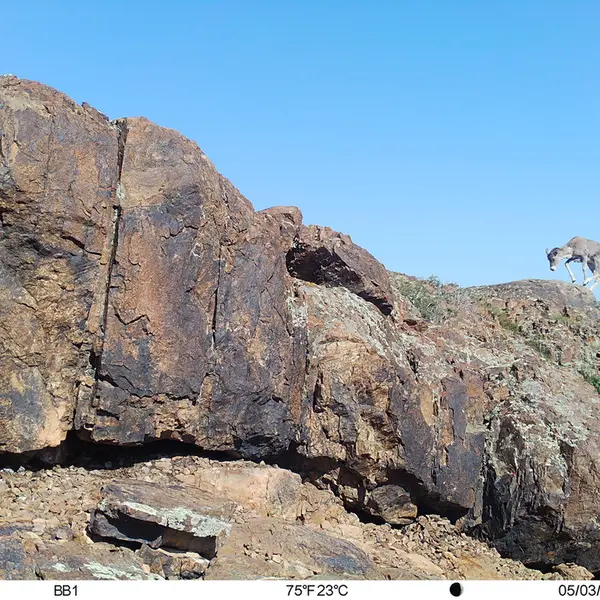 A photograph of Argali from Aktas-Kunkora camera trap