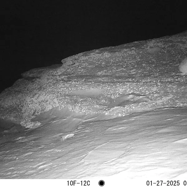 A photograph of Hare from Bektauata 1 camera trap