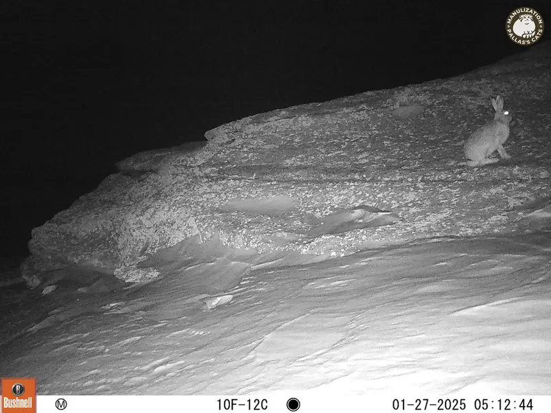 A photograph of Hare from Bektauata 1 camera trap