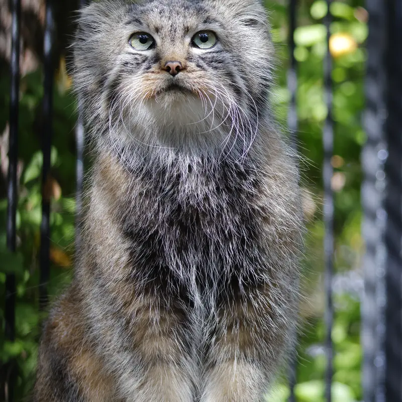 A photograph of Gabi in Novosibirsk Zoo