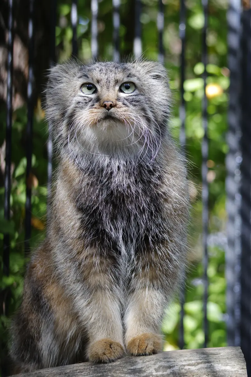 A photograph of Gabi in Novosibirsk Zoo