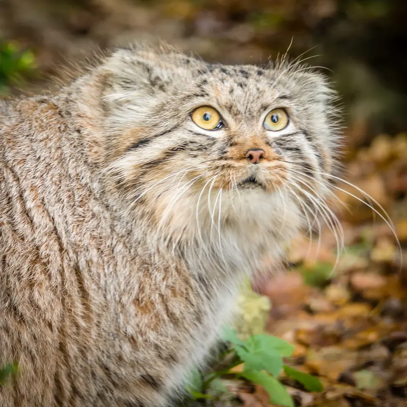 A photograph of Qara in The Big Cat Sanctuary