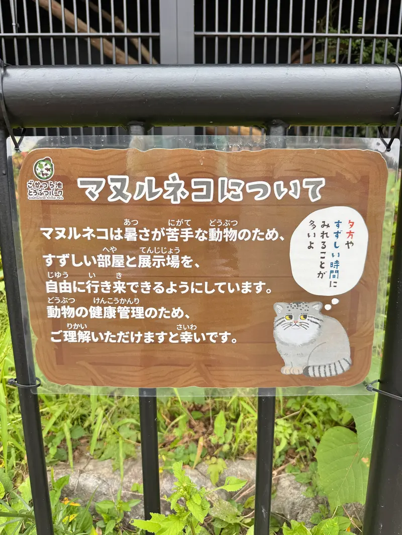 A photograph of a Pallas's cat in Gokatsuraike Animal Park