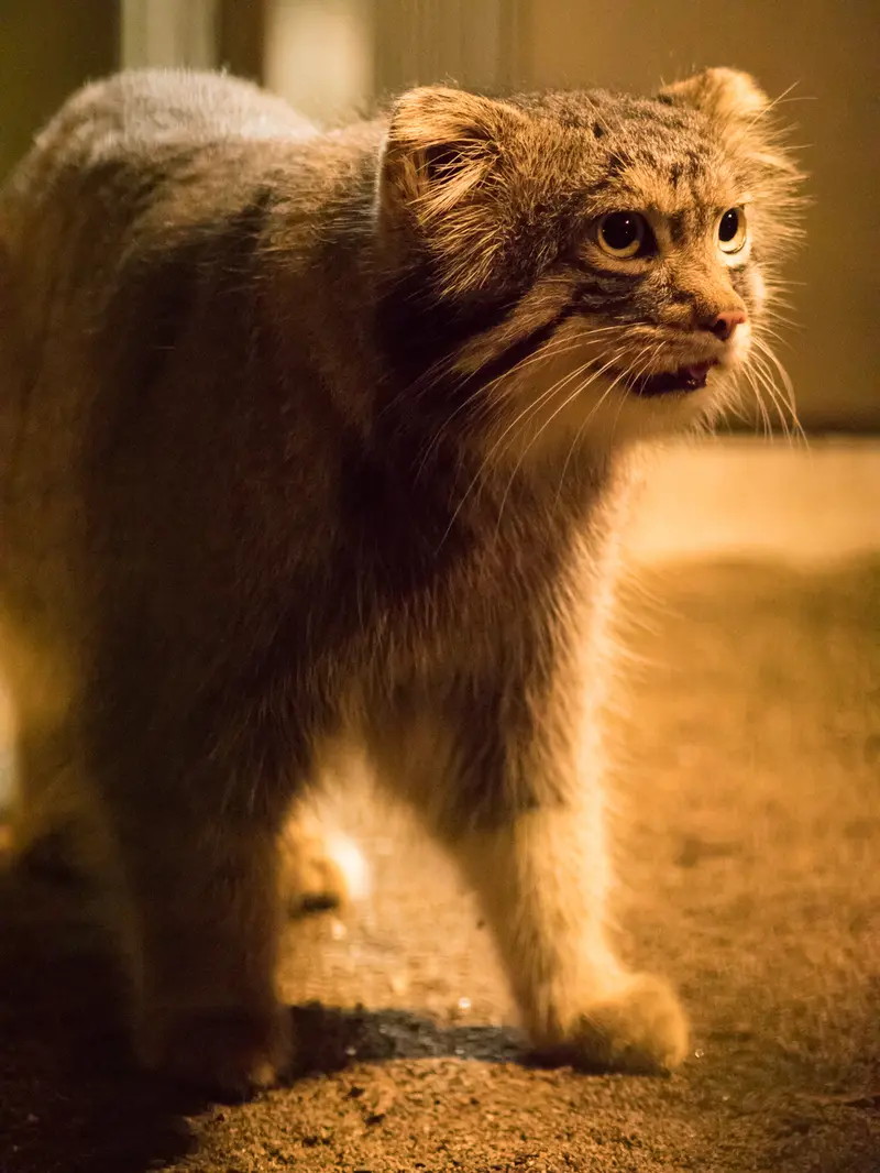 A photograph of Figa in Nogeyama Zoo