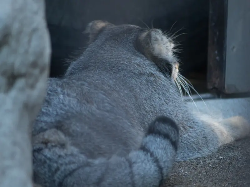 A photograph of Figa in Nogeyama Zoo