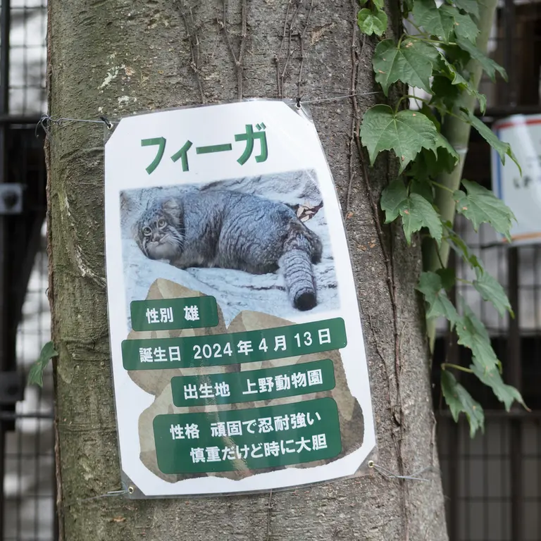 A photograph of Figa in Nogeyama Zoo