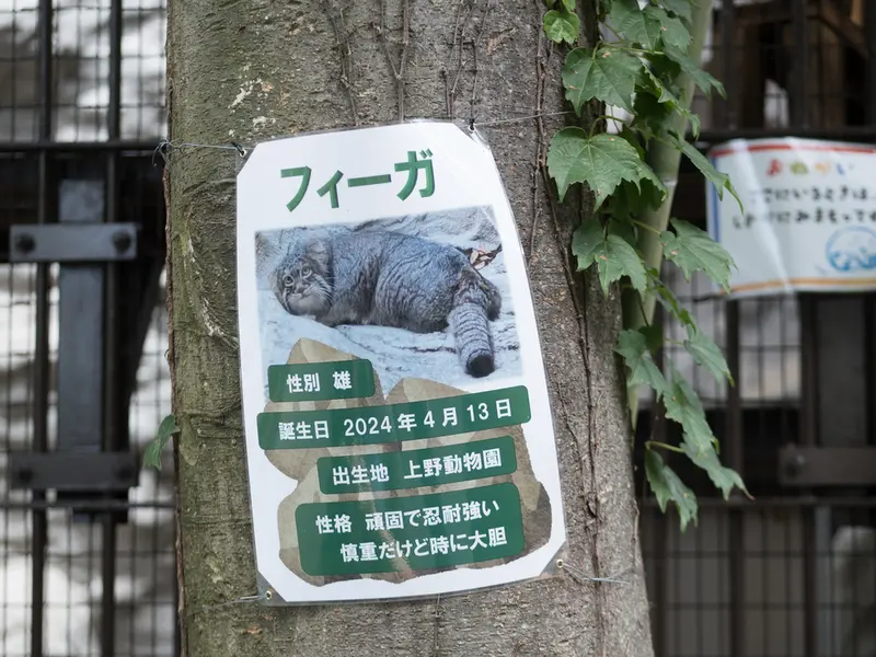 A photograph of Figa in Nogeyama Zoo