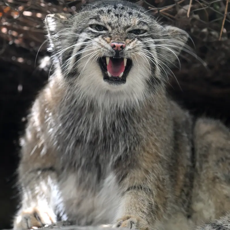 A photograph of Az in Kobe Animal Kingdom