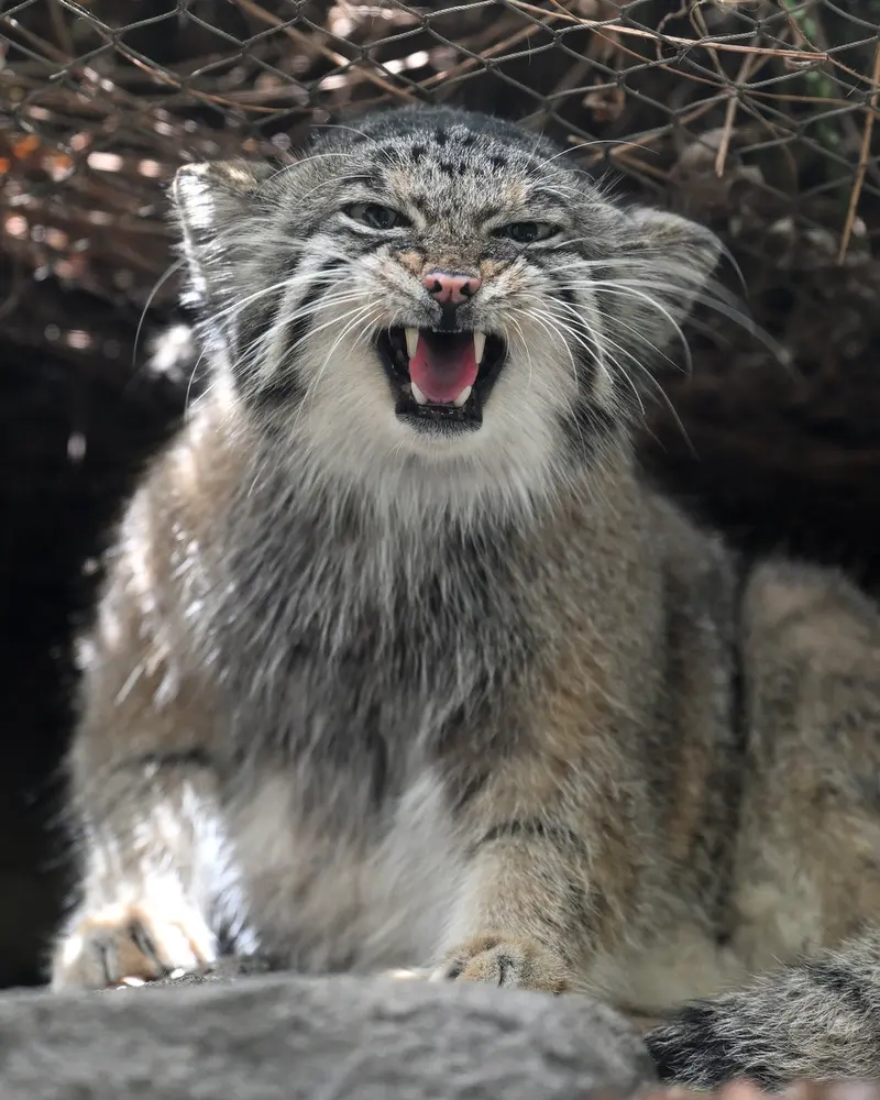 A photograph of Az in Kobe Animal Kingdom