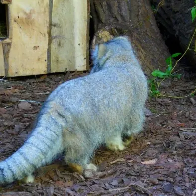 A photograph of Unnamed manul #587 in Opole Zoo