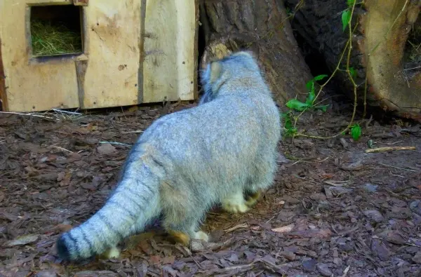 A photograph of Unnamed manul #587 in Opole Zoo
