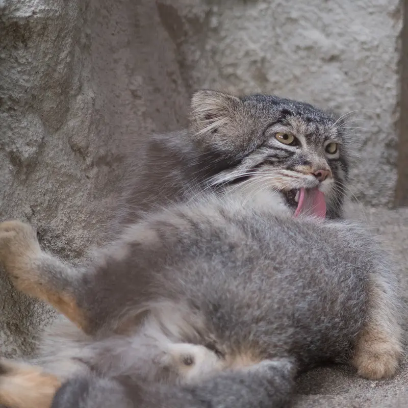 A photograph of Figa in Nogeyama Zoo
