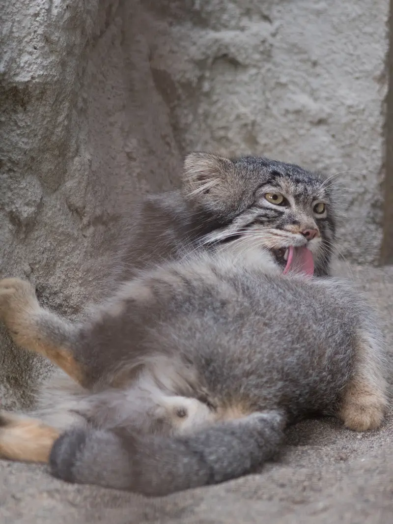 A photograph of Figa in Nogeyama Zoo