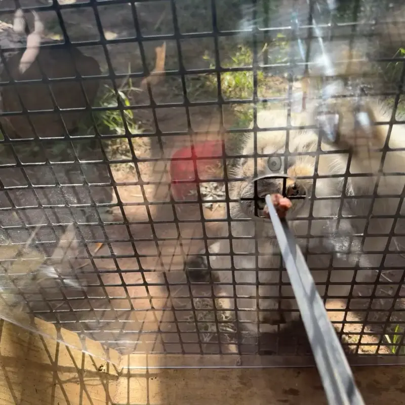 A photograph of Reza in Elmwood Park Zoo