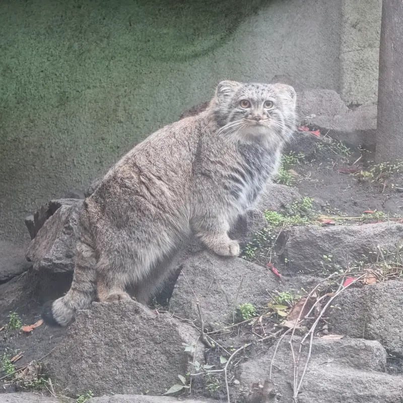 A photograph of Boris Ⅱ in Budapest Zoo & Botanical Garden