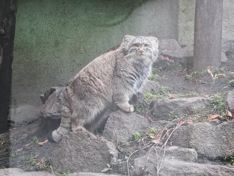 A photograph of Boris Ⅱ in Budapest Zoo & Botanical Garden