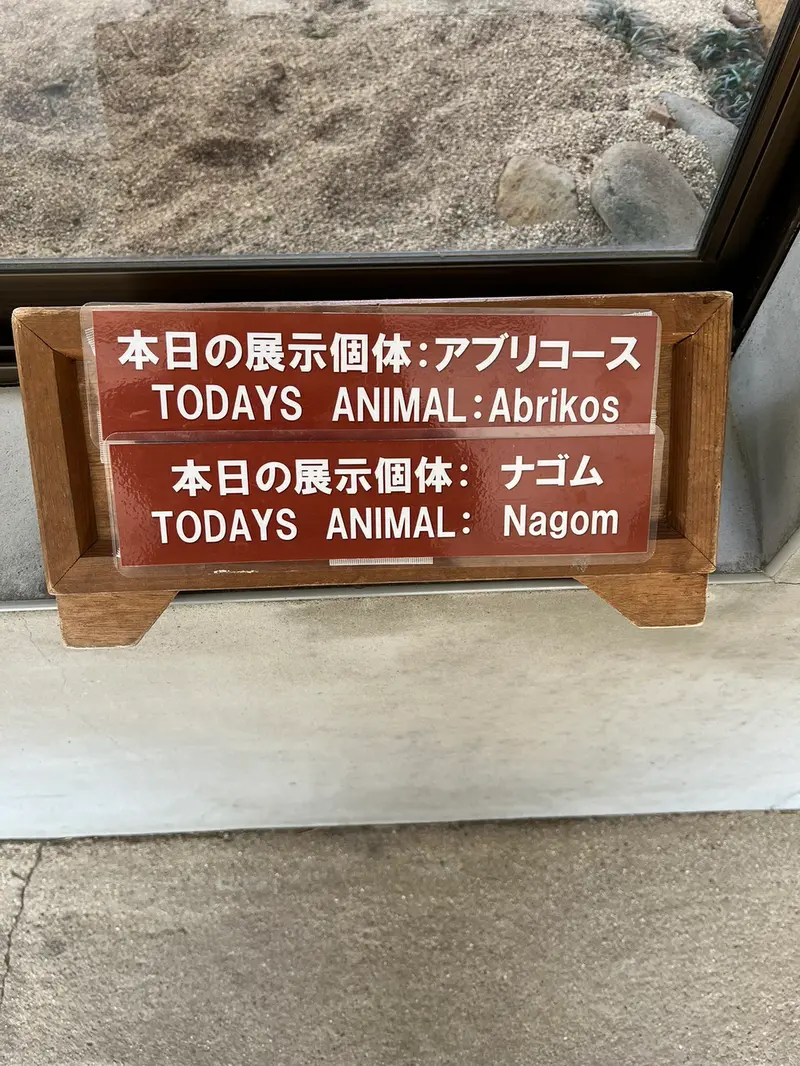 A photograph of a Pallas's cat in Nasu Animal Kingdom