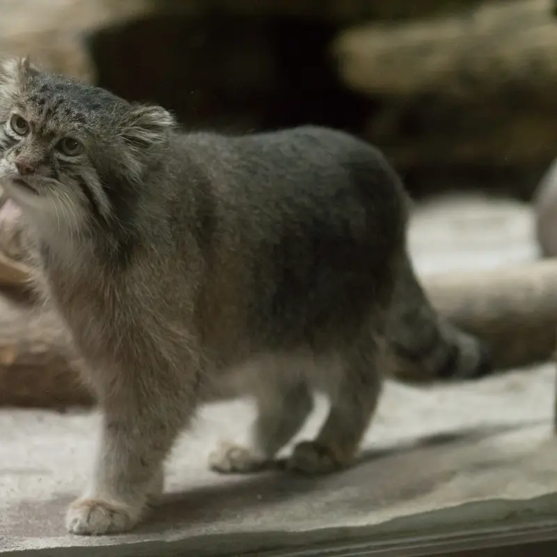 A photograph of Klyon in Ueno Zoological Gardens