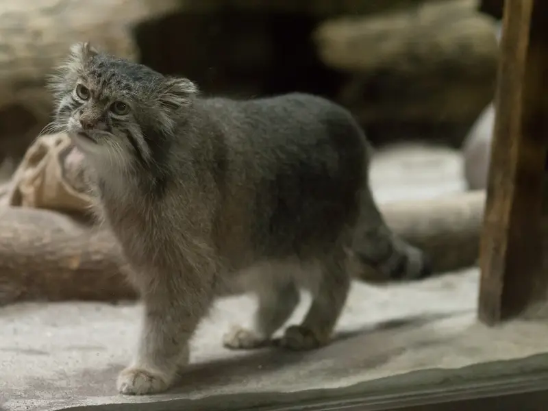 A photograph of Klyon in Ueno Zoological Gardens