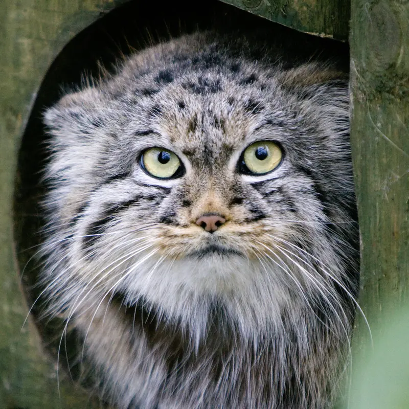 Tula the Pallas's cat from The Big Cat Sanctuary